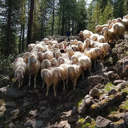 Tyrol 3*